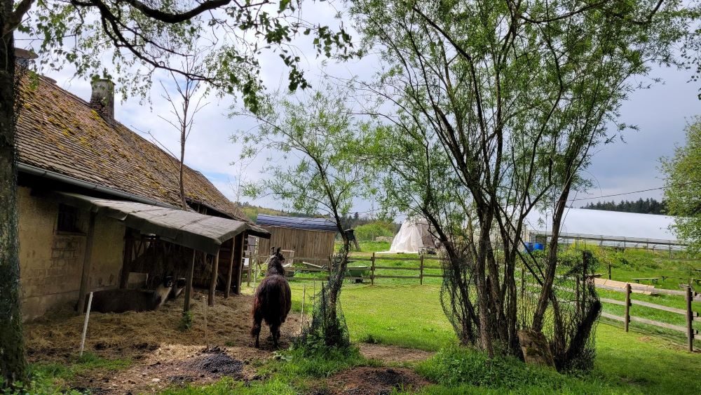 Lamas im Schloss Blumenthal; Permasummer Highlight